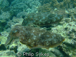 Cuttlefish pairing off by Philip Sykes 